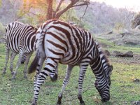 Marion, Romane South Africa 2014 (72 of 80) : Bundu lodge, Marion visit